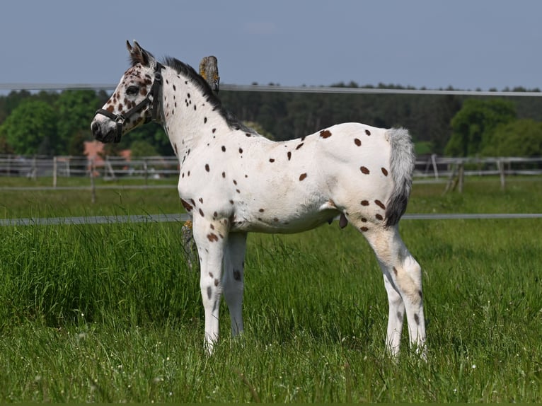 Knabstrupper Semental 1 año 150 cm Atigrado/Moteado in Reichenwalde