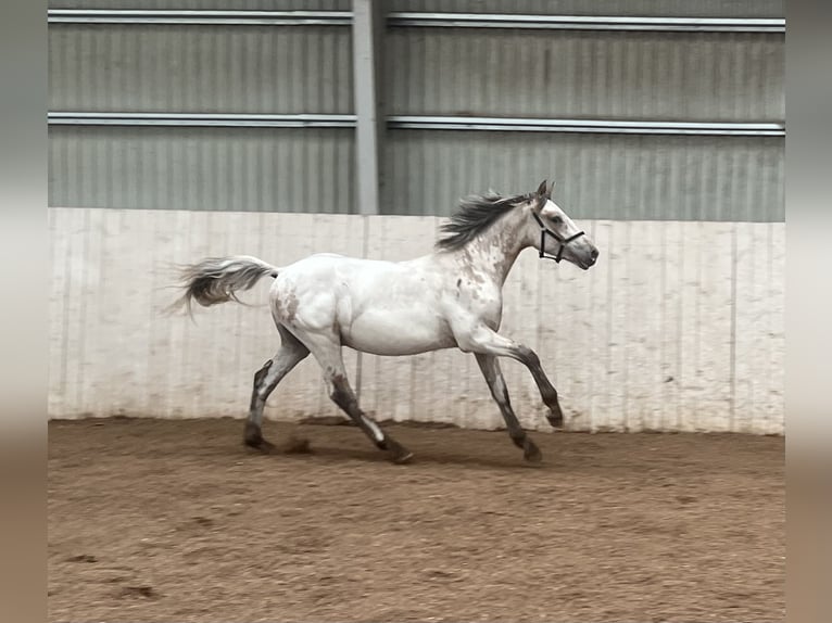 Knabstrupper Semental 1 año 152 cm White/Blanco in Hillerød