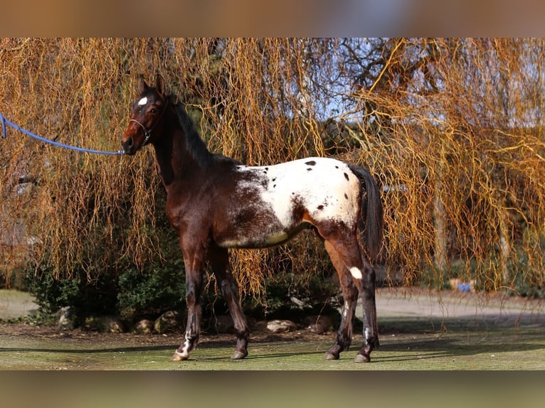 Knabstrupper Semental 1 año  in Nordhorn