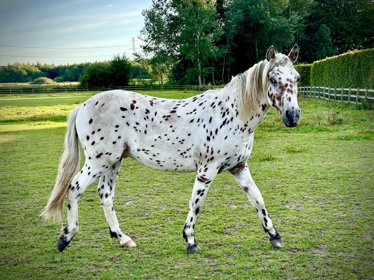 Knabstrupper Semental 2 años 160 cm Atigrado/Moteado in Fredensborg