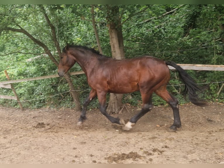 Knabstrupper Semental 2 años 160 cm  in Berndorf