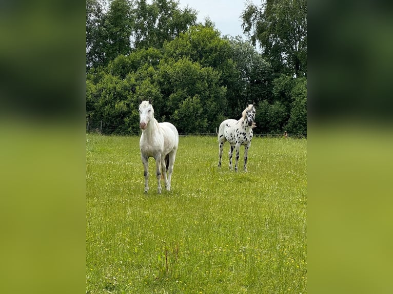 Knabstrupper Semental 3 años 154 cm White/Blanco in Mohrkirch