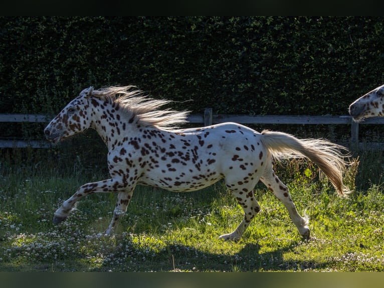 Knabstrupper Semental 3 años 155 cm Atigrado/Moteado in Fredensborg