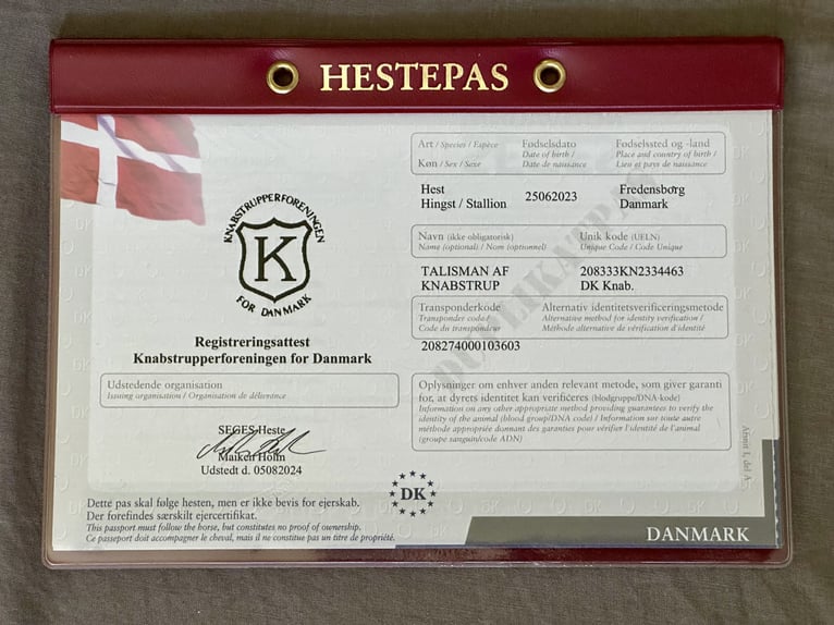 Knabstrupper Semental 3 años 155 cm Atigrado/Moteado in Fredensborg