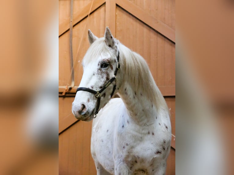 Knabstrupper Semental 3 años 157 cm Atigrado/Moteado in Rehburg-Loccum Münchehagen