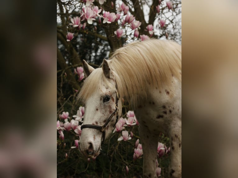 Knabstrupper Semental 4 años 157 cm Atigrado/Moteado in Rehburg-Loccum Münchehagen