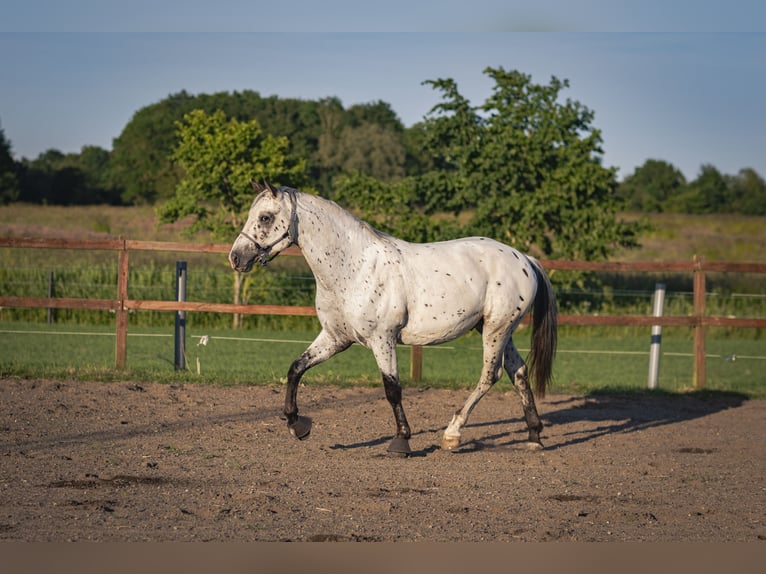 Knabstrupper Semental 4 años 160 cm Atigrado/Moteado in Bogense