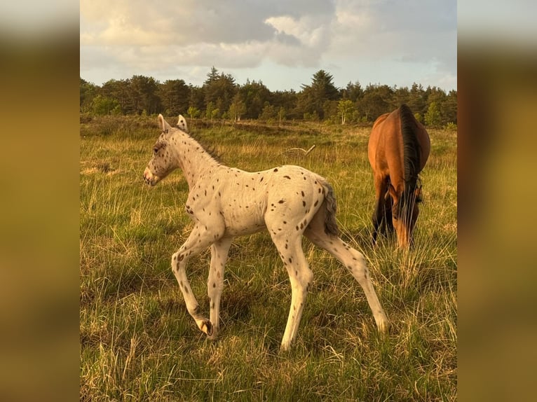 Knabstrupper Semental  148 cm Atigrado/Moteado in Bindslev