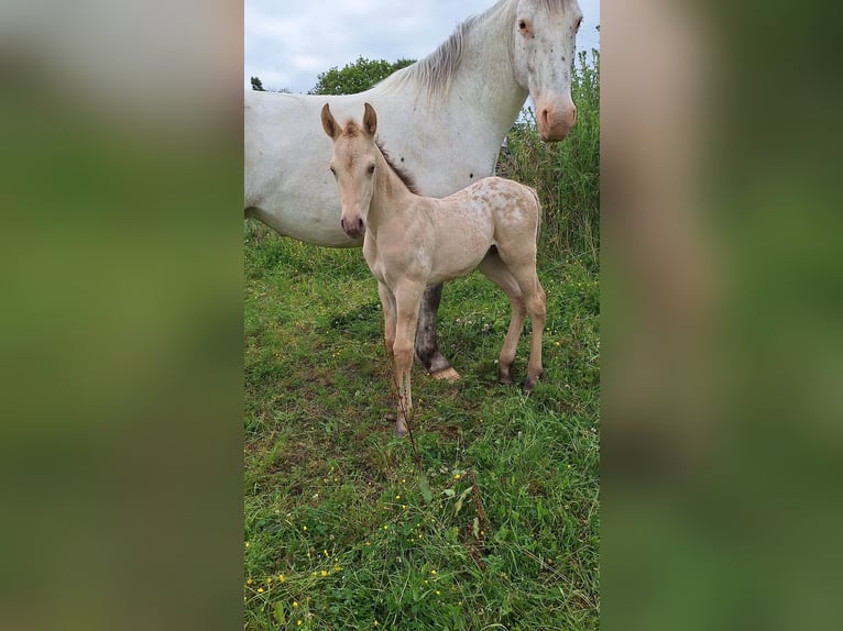 Knabstrupper Mestizo Semental Potro (06/2024) 155 cm Champán in La Meilleraye-de-Bretagne