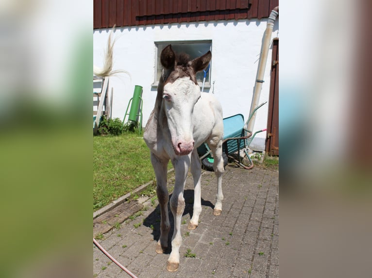 Knabstrupper Semental Potro (06/2024) 157 cm Atigrado/Moteado in Roßhaupten