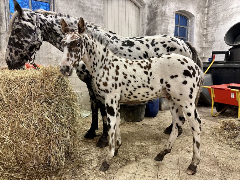 Knabstrupper Semental Potro (07/2025) 158 cm Atigrado/Moteado in Fredensborg