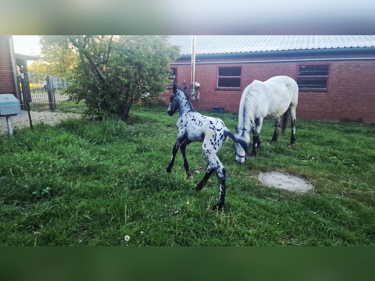 Knabstrupper Semental Potro (04/2026) 162 cm Atigrado/Moteado in Rehburg-Loccum Münchehagen