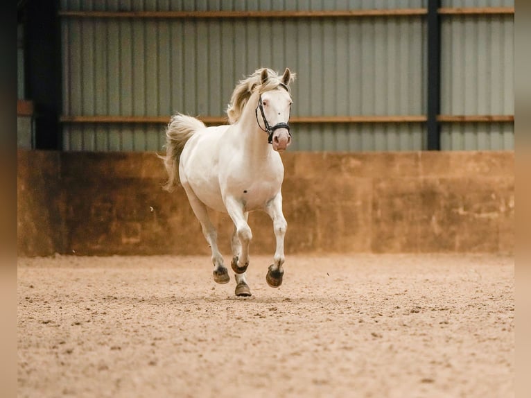 Knabstrupper Stallone 10 Anni 154 cm Leopard in Longhorsley