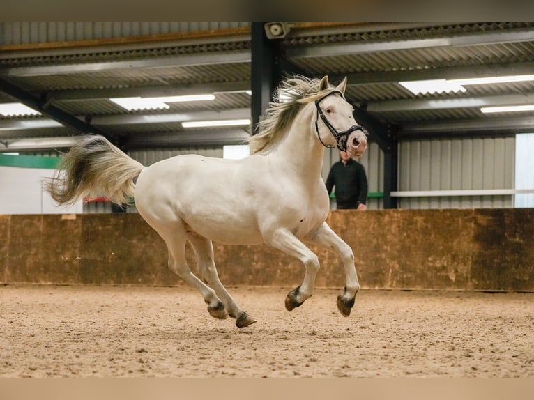 Knabstrupper Stallone 10 Anni 154 cm Leopard in Longhorsley