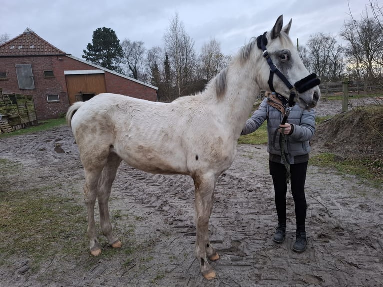 Knabstrupper Stallone 1 Anno 150 cm Leopard in Moormerland