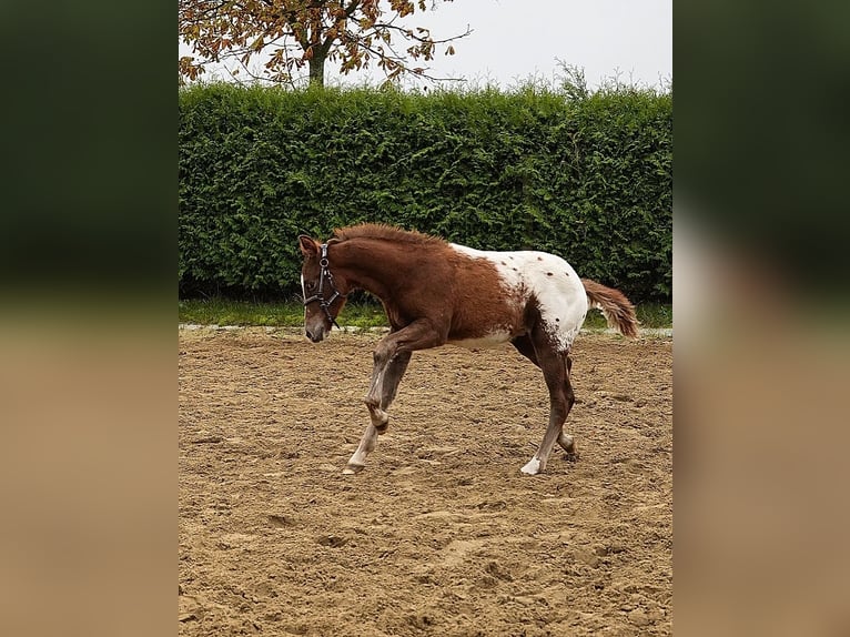 Knabstrupper Mix Stallone 1 Anno 155 cm Leopard in Utzedel