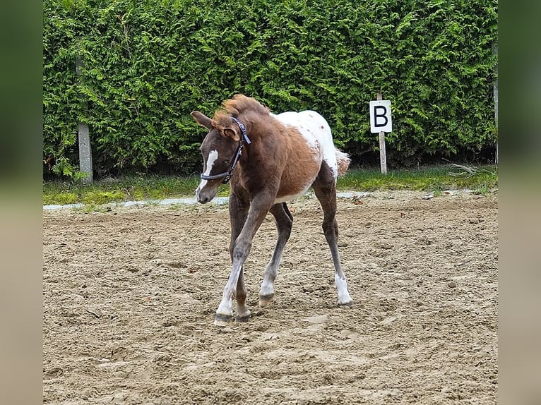 Knabstrupper Mix Stallone 1 Anno 155 cm Leopard in Utzedel