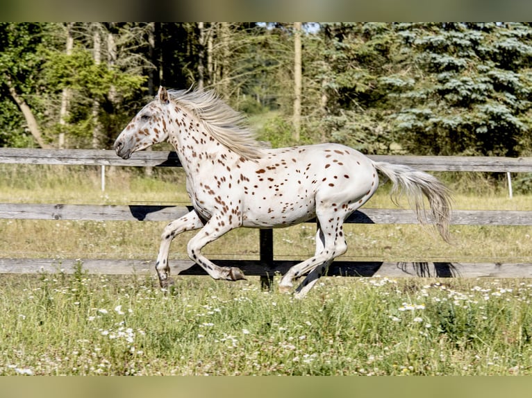Knabstrupper Stallone 1 Anno 158 cm Leopard in Fredensborg