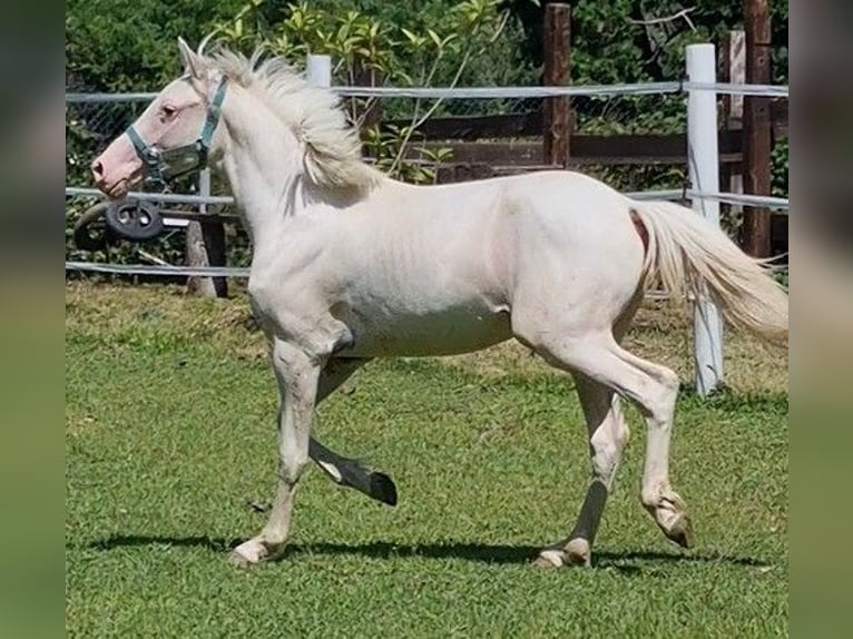 Knabstrupper Stallone 2 Anni 138 cm Bianco in Mariano Comense