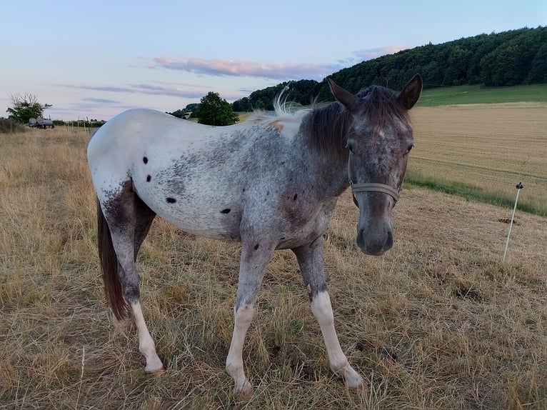 Knabstrupper Stallone 2 Anni 147 cm Leopard in Alfeld (Leine)