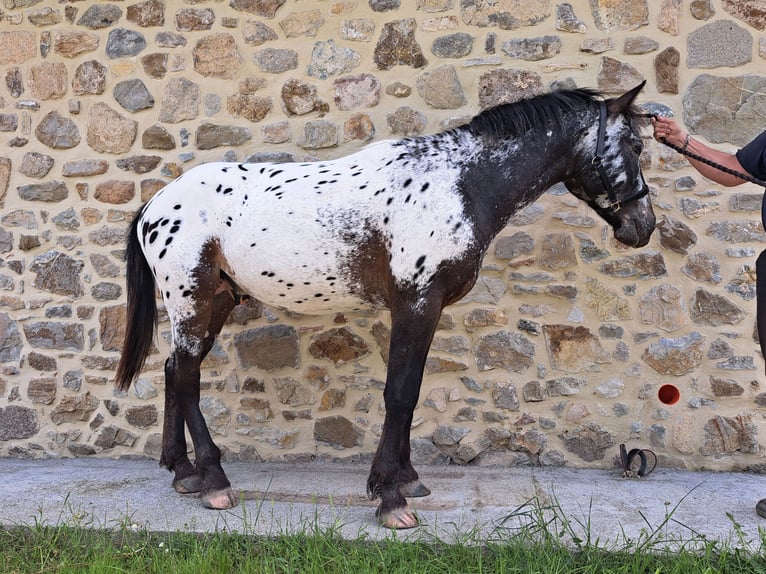 Knabstrupper Stallone 2 Anni 157 cm Leopard in Piancastagnaio