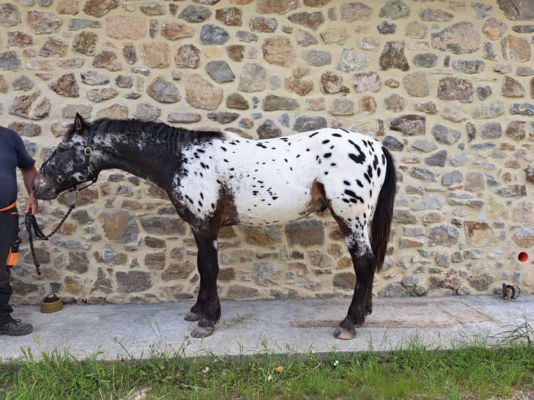 Knabstrupper Stallone 2 Anni 157 cm Leopard in Piancastagnaio