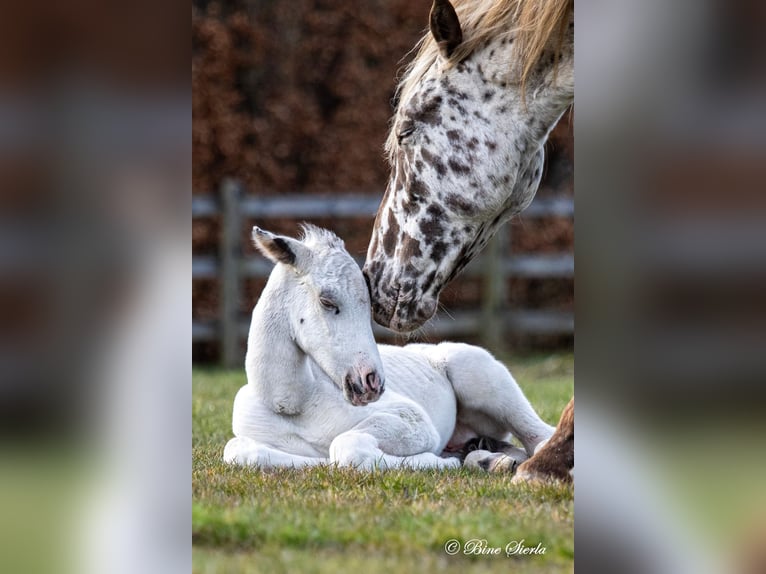 Knabstrupper Stallone 2 Anni 158 cm Leopard in Fredensborg