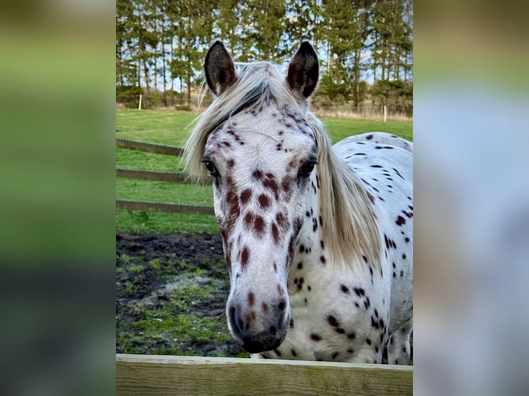 Knabstrupper Stallone 2 Anni 160 cm Leopard in Fredensborg