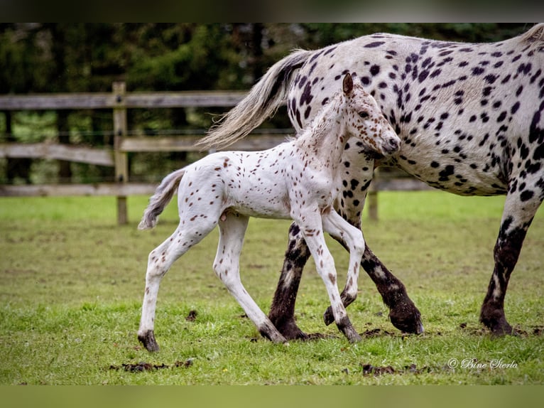 Knabstrupper Stallone 2 Anni 160 cm Leopard in Fredensborg