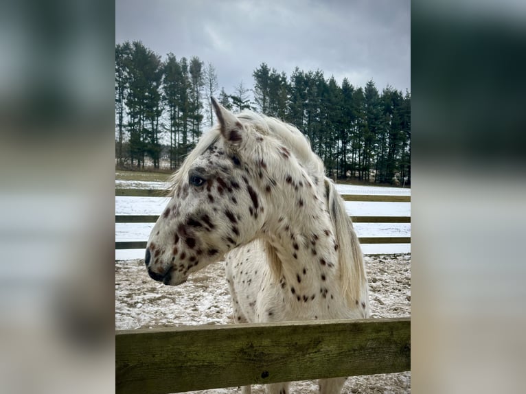 Knabstrupper Stallone 2 Anni 160 cm Leopard in Fredensborg