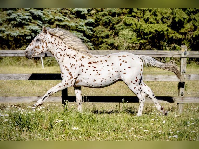 Knabstrupper Stallone 2 Anni 160 cm Leopard in Fredensborg