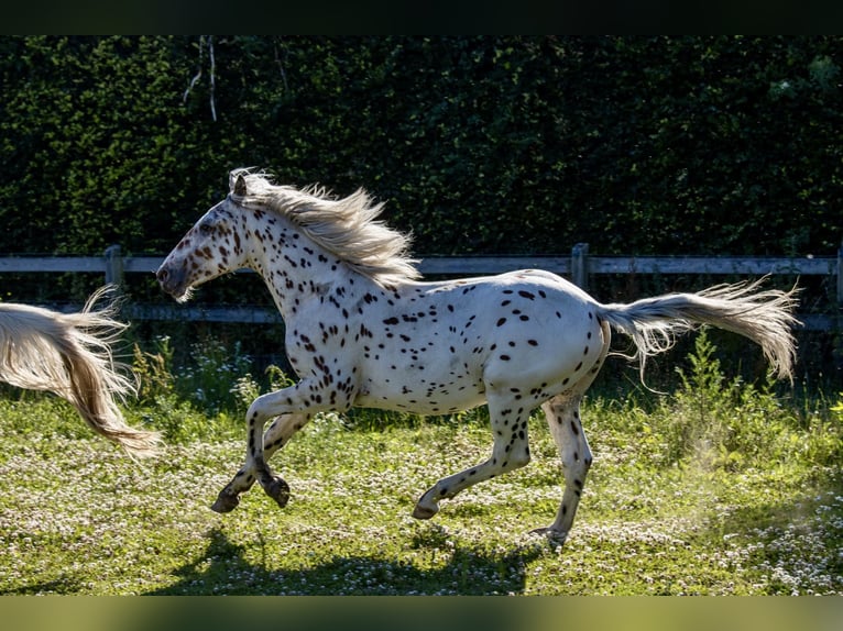 Knabstrupper Stallone 2 Anni 160 cm Leopard in Fredensborg