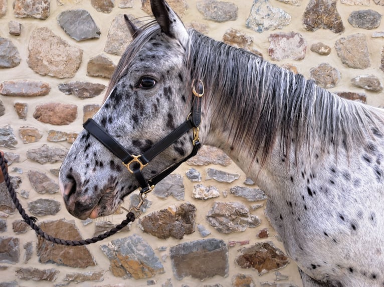 Knabstrupper Stallone 2 Anni 160 cm Leopard in Piancastagnaio