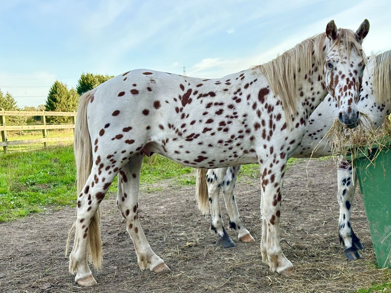 Knabstrupper Stallone 3 Anni 154 cm Leopard in Fredensborg
