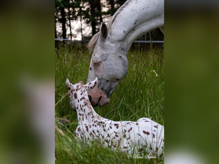 Knabstrupper Stallone 3 Anni 155 cm Leopard in Fredensborg