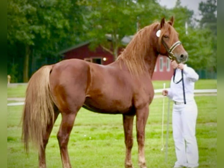 Knabstrupper Stallone 3 Anni 155 cm Leopard in Fredensborg