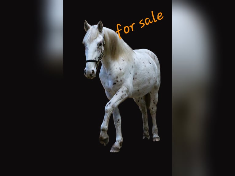 Knabstrupper Stallone 3 Anni 158 cm Leopard in Rehburg-Loccum Münchehagen