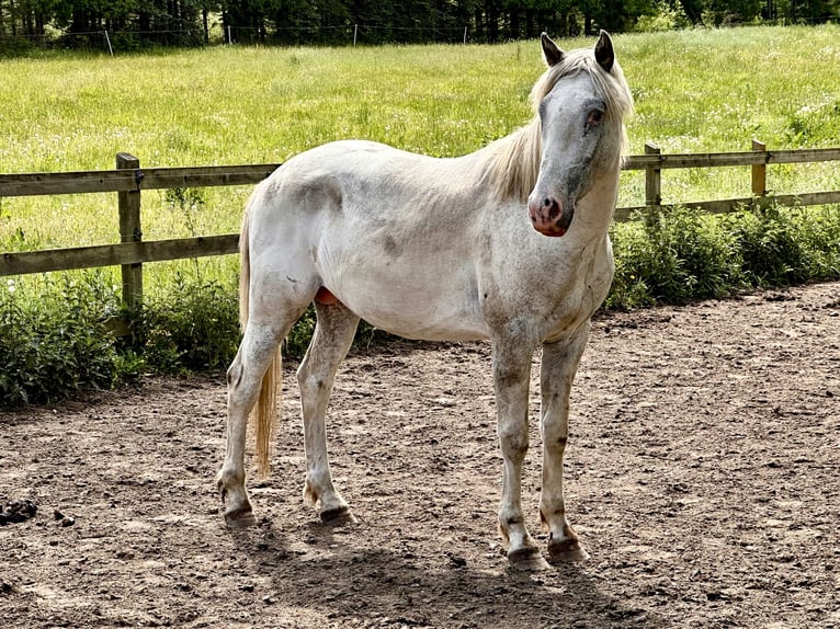 Knabstrupper Stallone 3 Anni 160 cm Leopard in Fredensborg
