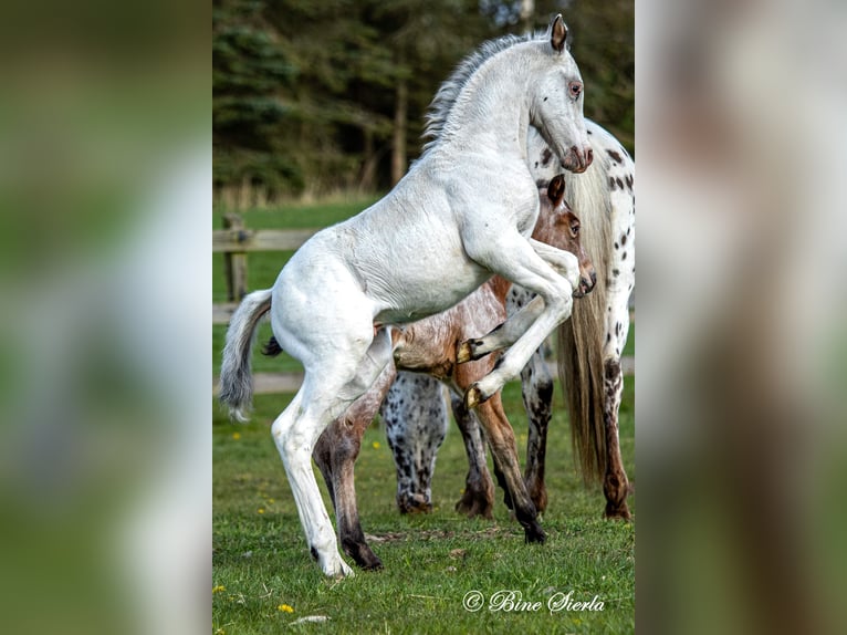 Knabstrupper Stallone 3 Anni 160 cm Leopard in Fredensborg