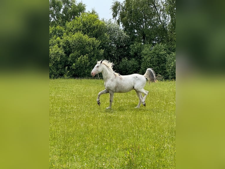 Knabstrupper Stallone 4 Anni 154 cm Bianco in Mohrkirch