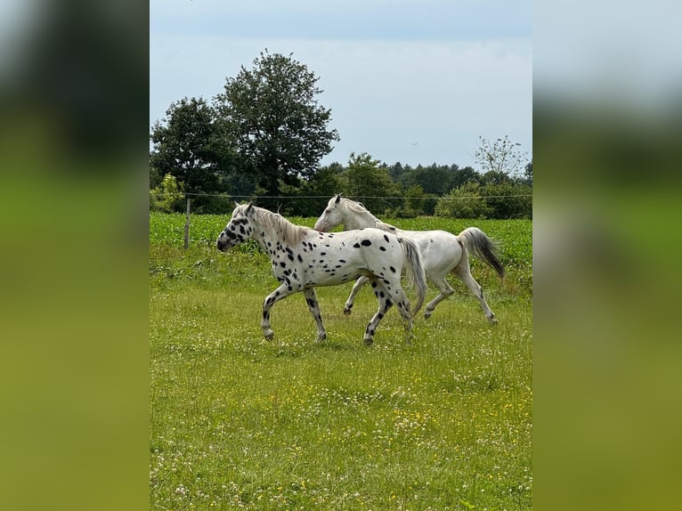 Knabstrupper Stallone 4 Anni 154 cm Leopard in Mohrkirch