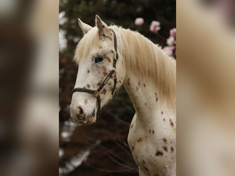 Knabstrupper Stallone 4 Anni 157 cm Leopard in Rehburg-Loccum Münchehagen