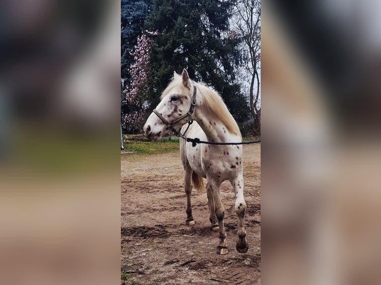 Knabstrupper Stallone 4 Anni 157 cm Leopard in Rehburg-Loccum Münchehagen