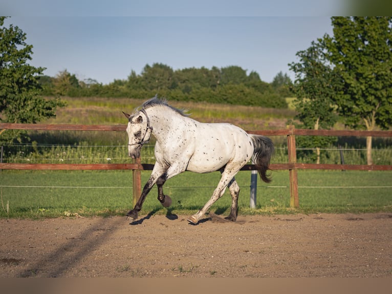 Knabstrupper Stallone 4 Anni 160 cm Leopard in Bogense