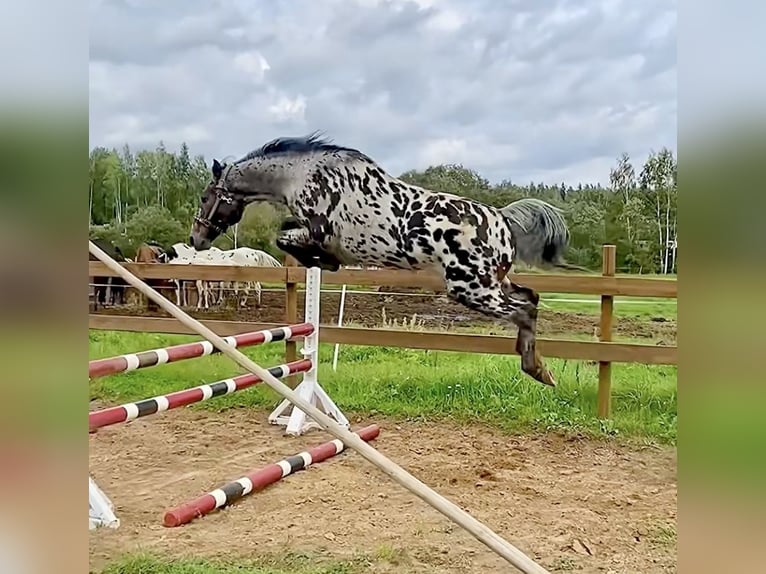 Knabstrupper Mix Stallone 6 Anni 163 cm Leopard in Augšdaugavas nov.