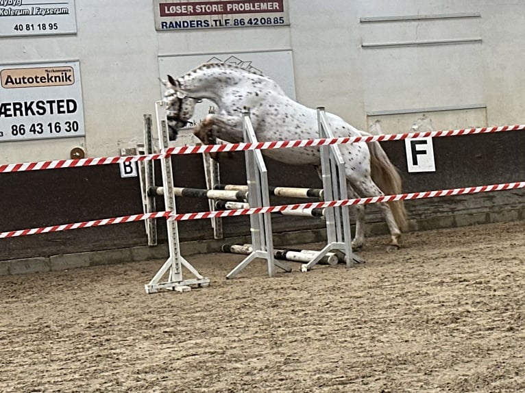 Knabstrupper Stallone 7 Anni 170 cm Leopard in Bogense