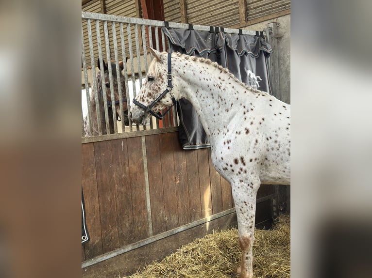 Knabstrupper Stallone 7 Anni 170 cm Leopard in Bogense