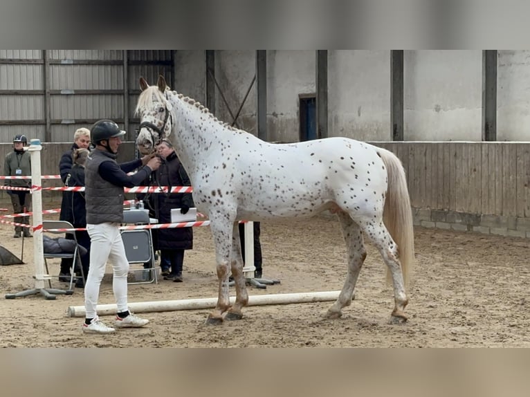Knabstrupper Stallone 7 Anni 170 cm Leopard in Bogense