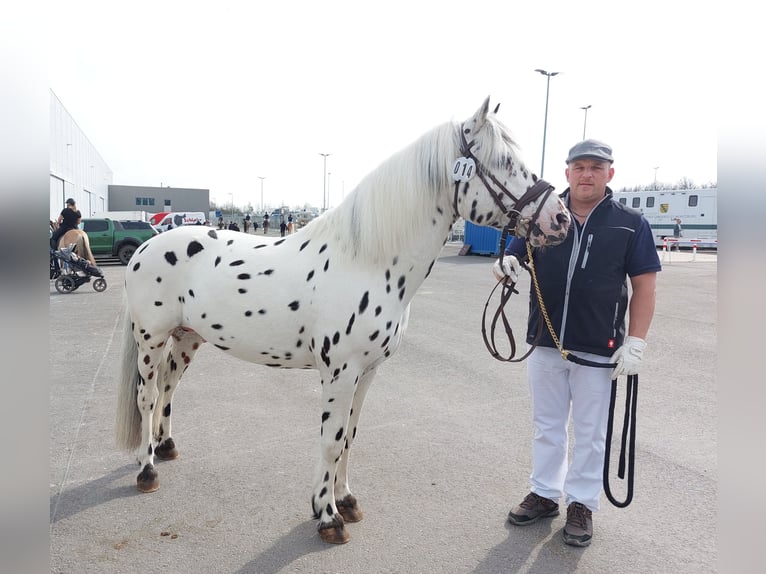 Knabstrupper Stallone Leopard in Naila