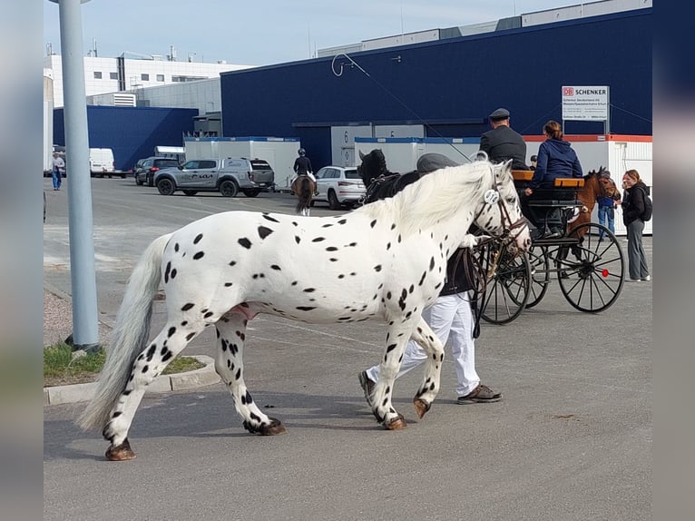 Knabstrupper Stallone Leopard in Naila